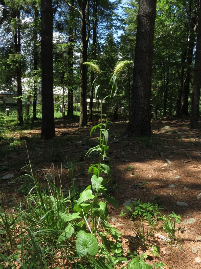 Phyteuma ovatum subsp. pseudospicatum / Raponzolo pseudospigato