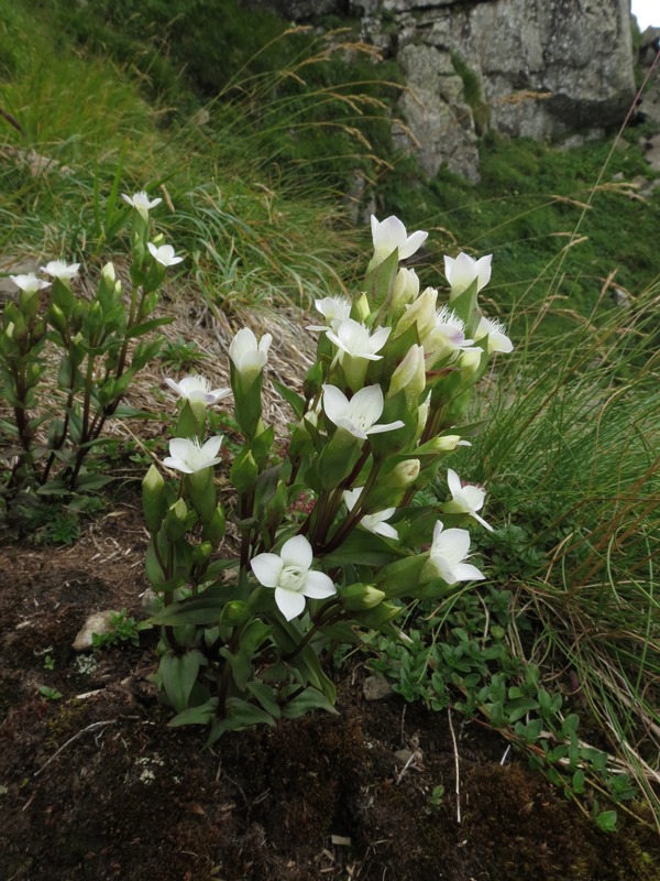 Gentianella campestris albina?