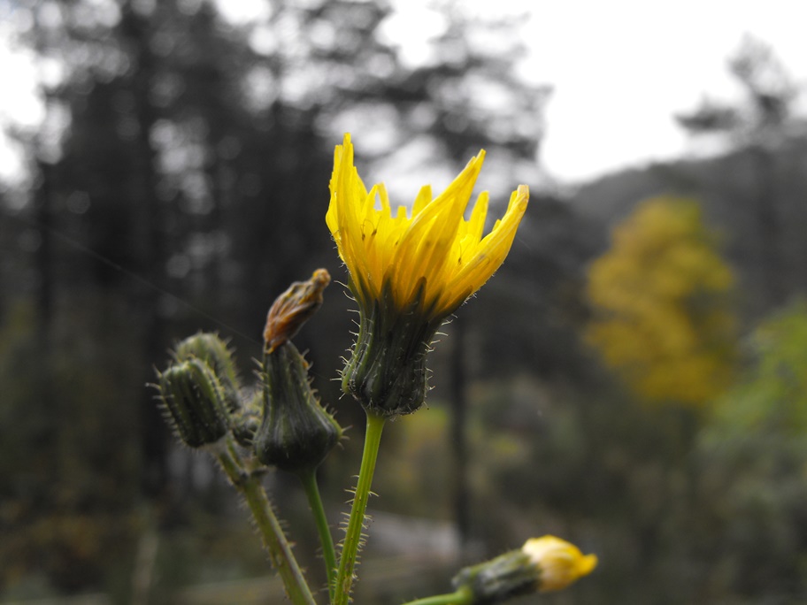 Da determinare - Sonchus sp.