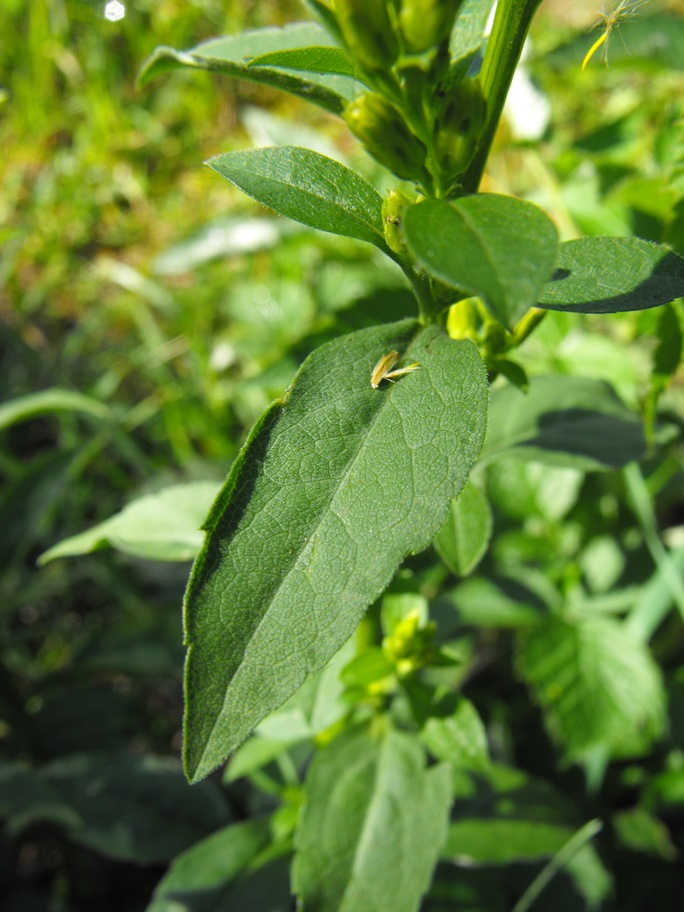 Solidago virgaurea