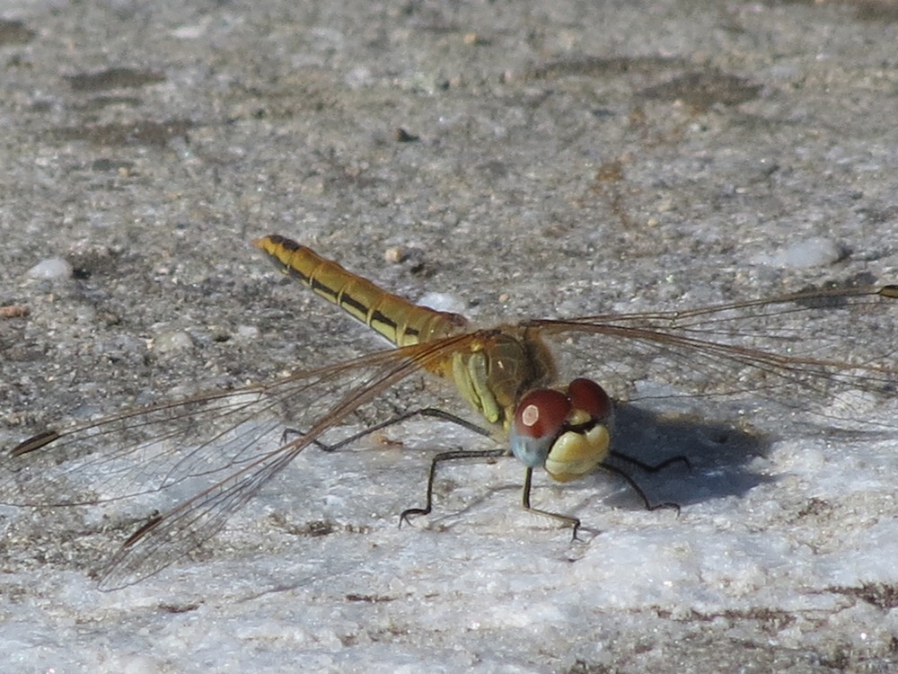 Sympetrum da determinare