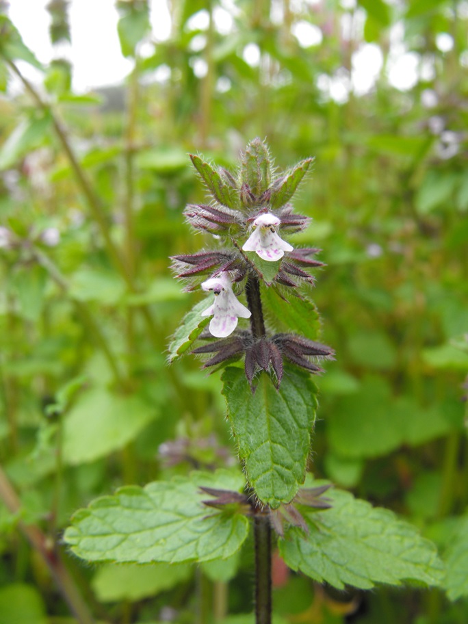 Stachys arvensis / Stregonia dei campi