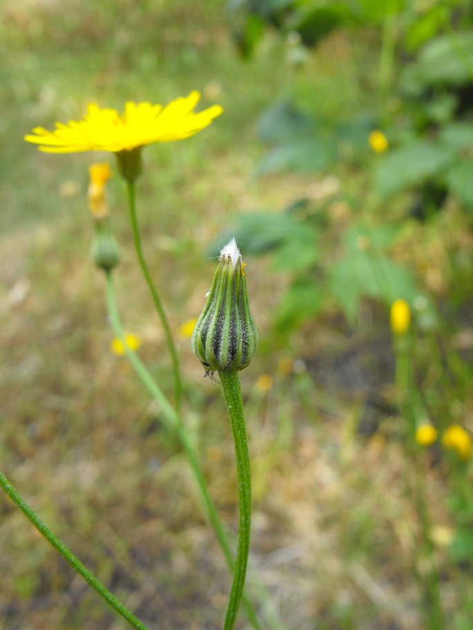 Asteracea da determinare- Crepis sp.?