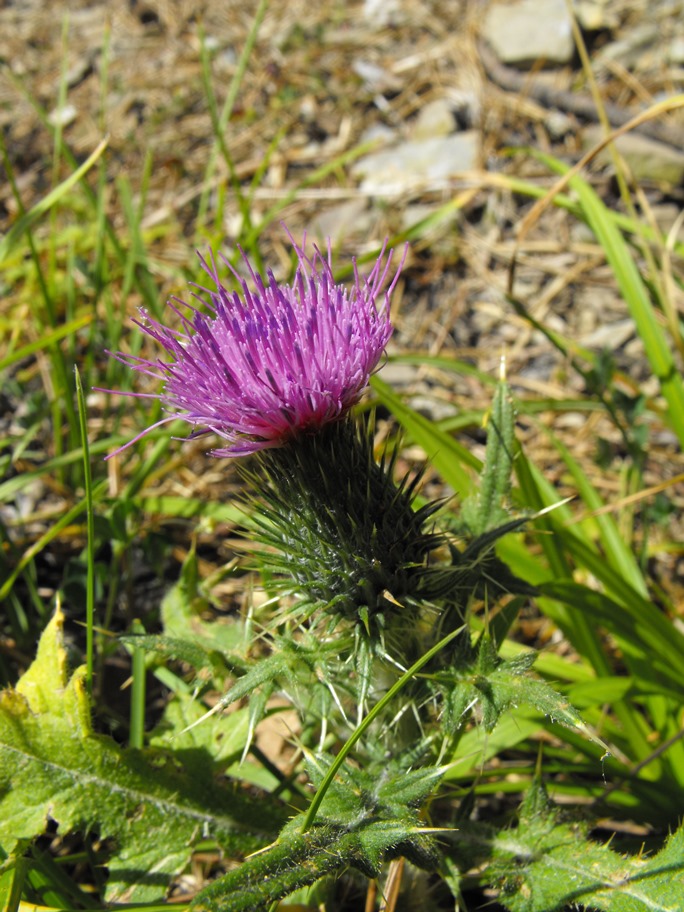 Cirsium vulgare