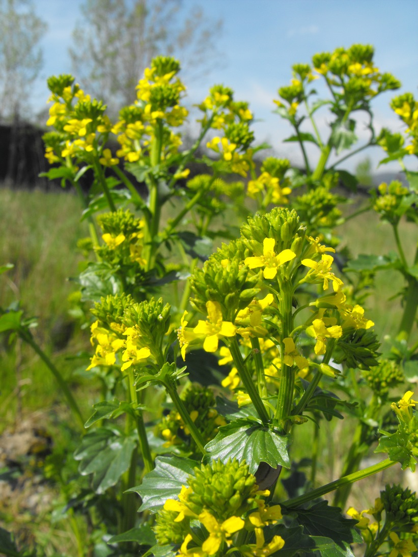 Barbarea vulgaris