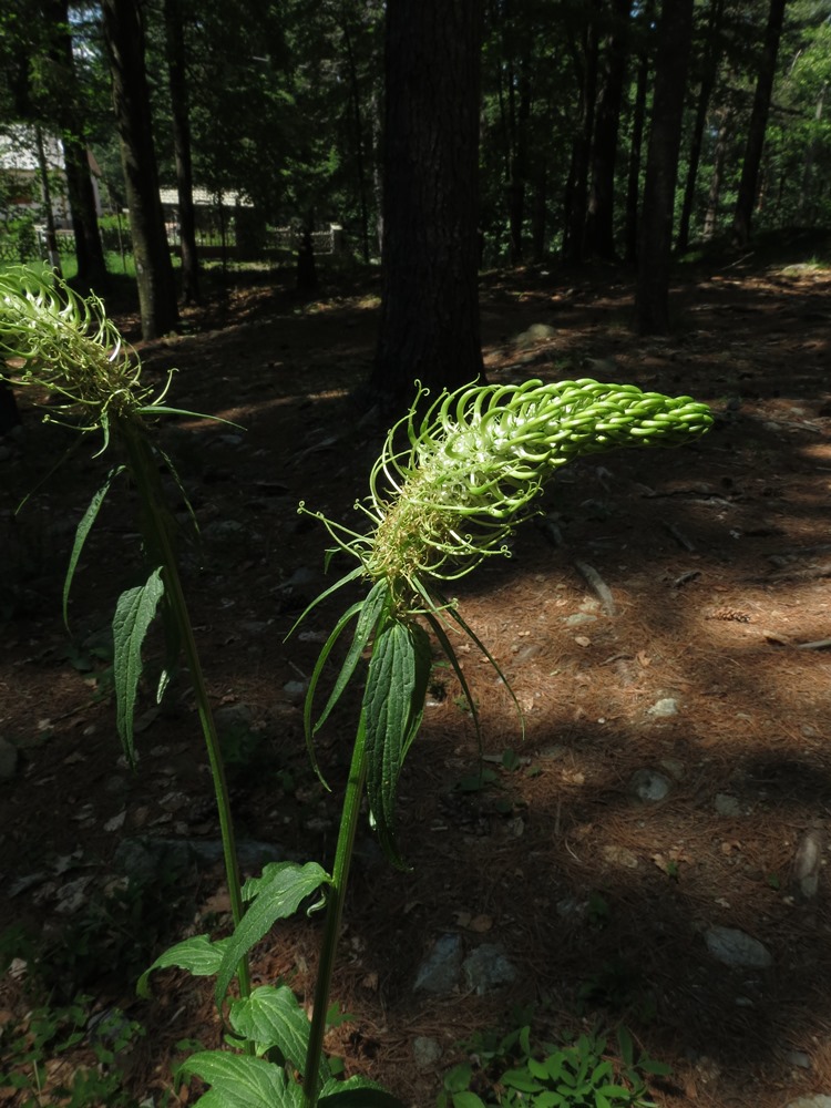 Phyteuma ovatum subsp. pseudospicatum / Raponzolo pseudospigato