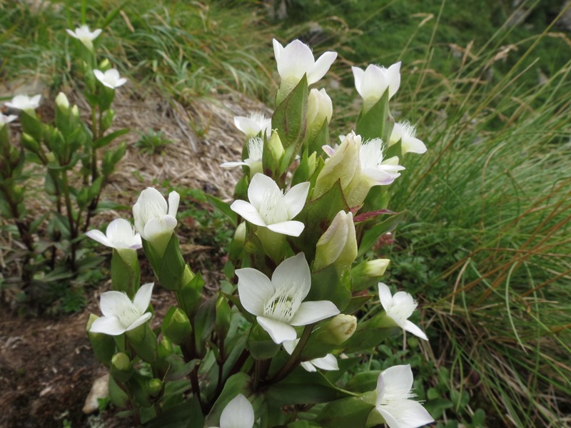 Gentianella campestris albina?