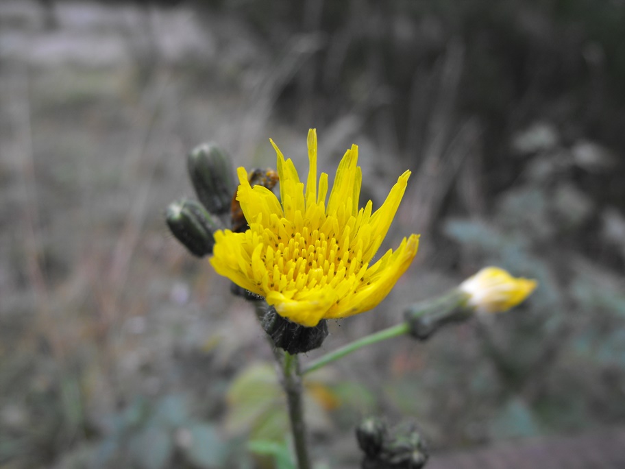 Da determinare - Sonchus sp.