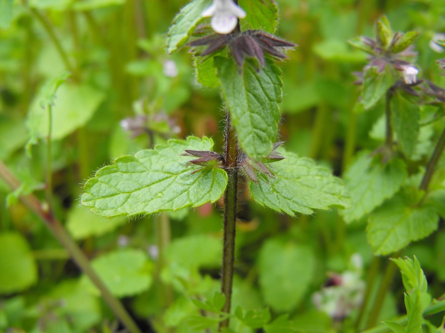 Stachys arvensis / Stregonia dei campi