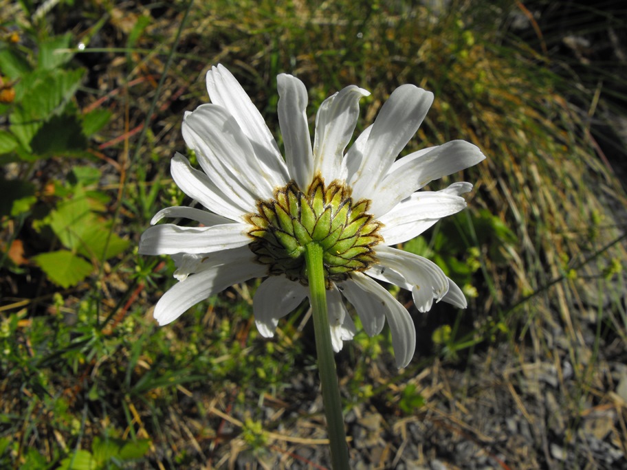 Leucanthemum vulgare / Margherita diploide