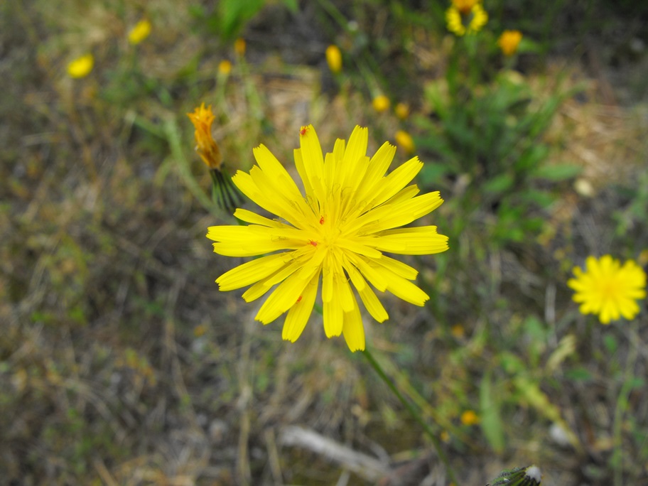 Asteracea da determinare- Crepis sp.?