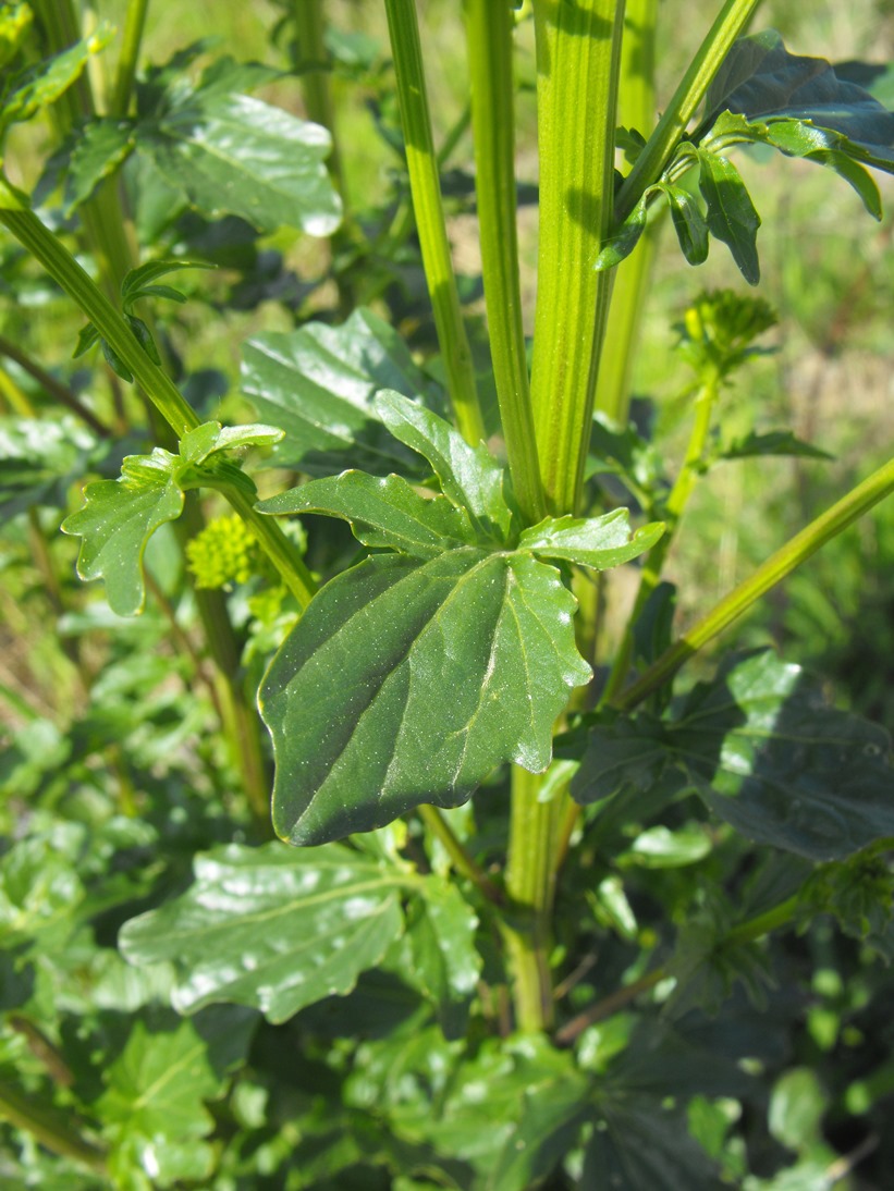 Barbarea vulgaris