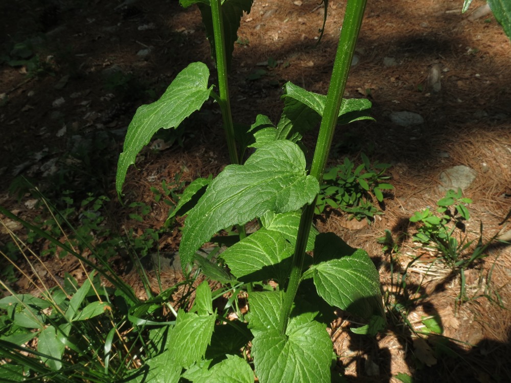 Phyteuma ovatum subsp. pseudospicatum / Raponzolo pseudospigato