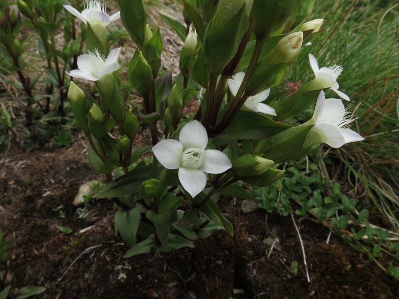 Gentianella campestris albina?