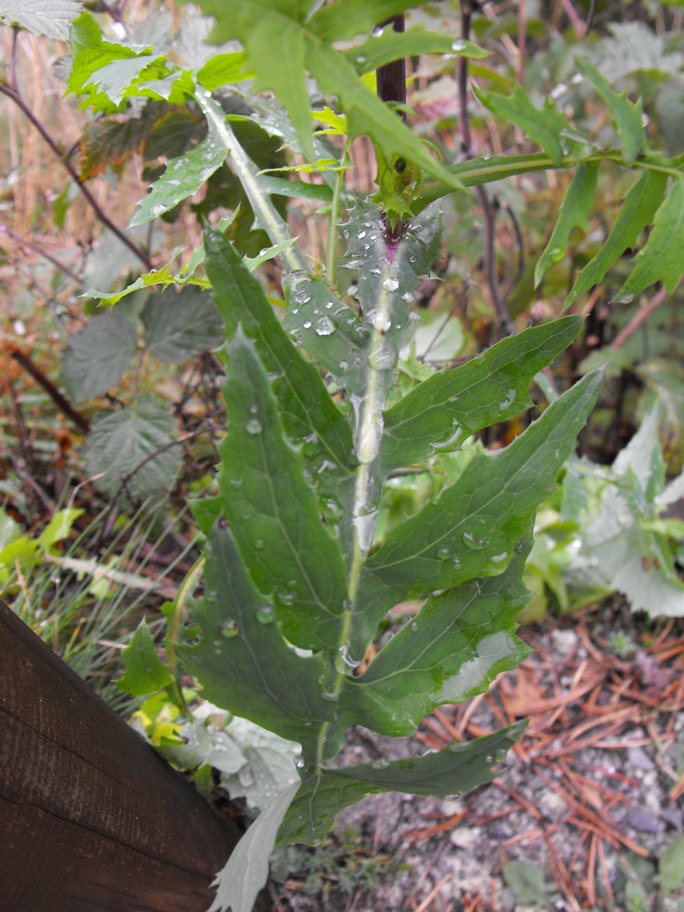 Da determinare - Sonchus sp.