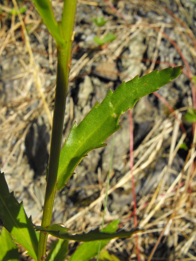 Leucanthemum vulgare / Margherita diploide