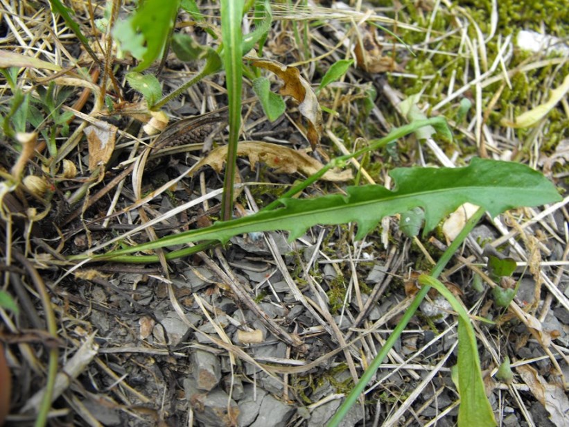 Asteracea da determinare- Crepis sp.?