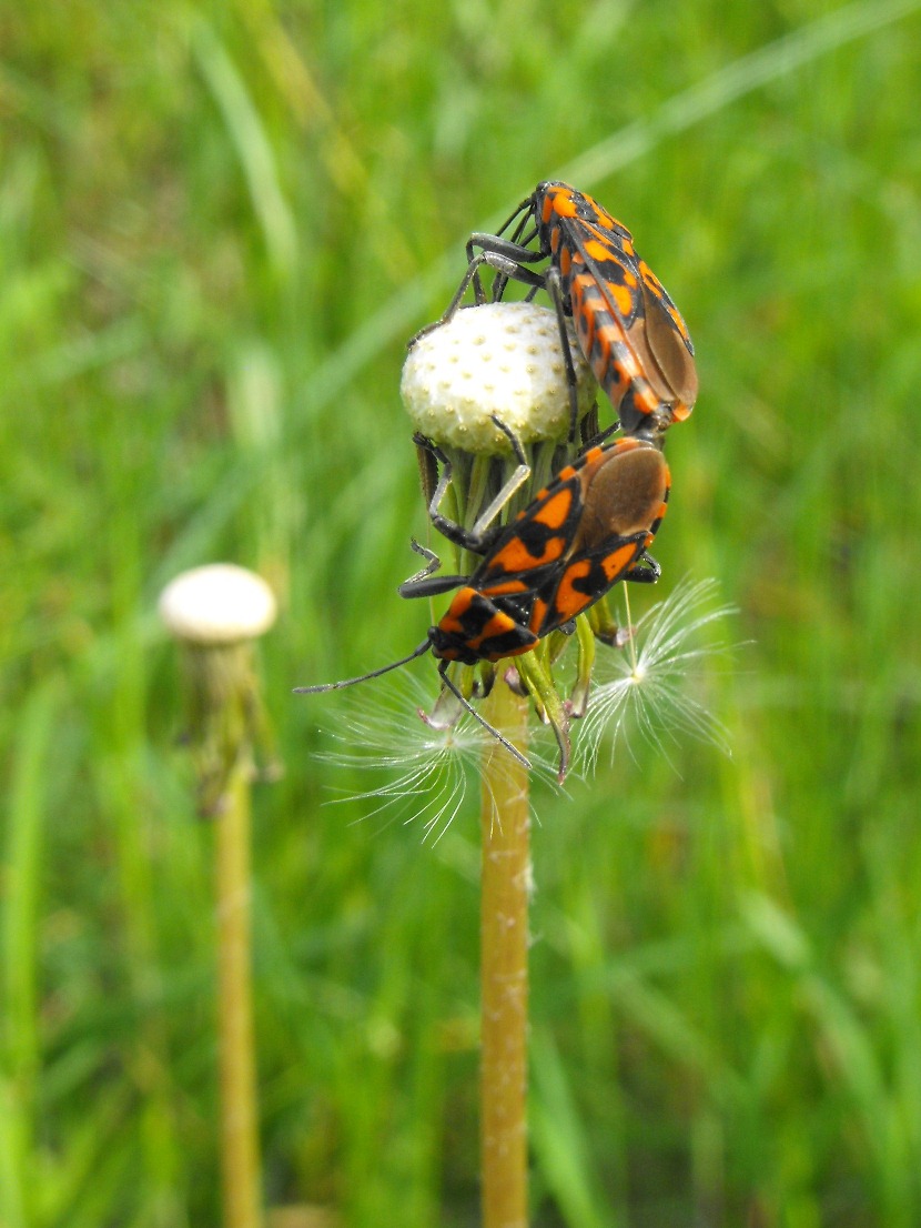 Lygaeidae: Spilostethus saxatilis della Liguria