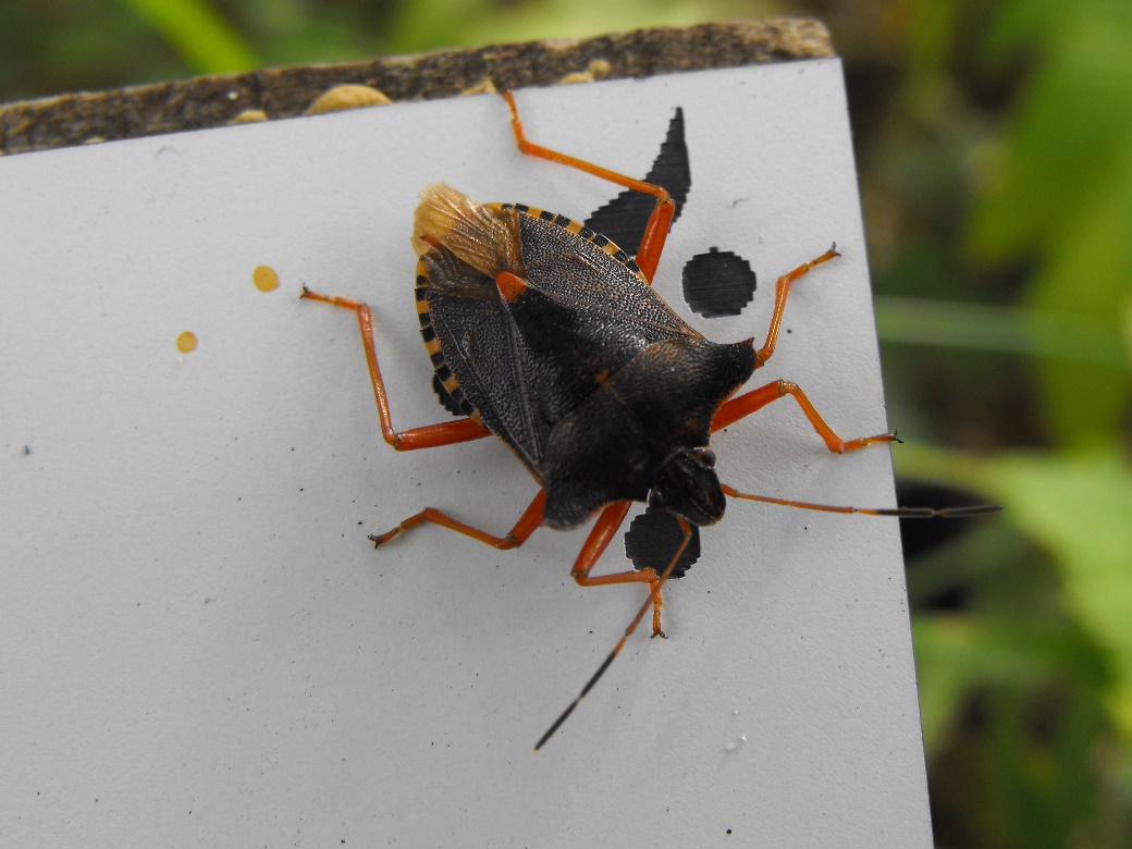 Pentatomidae: Pentatoma rufipes della Liguria (GE)