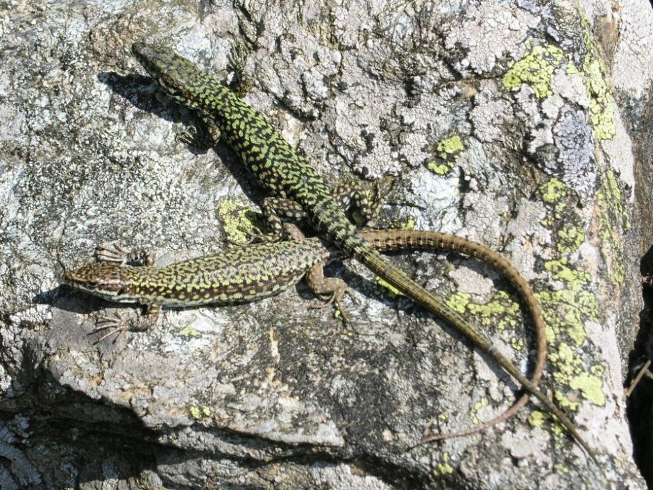 Altre Podarcis muralis da confermare