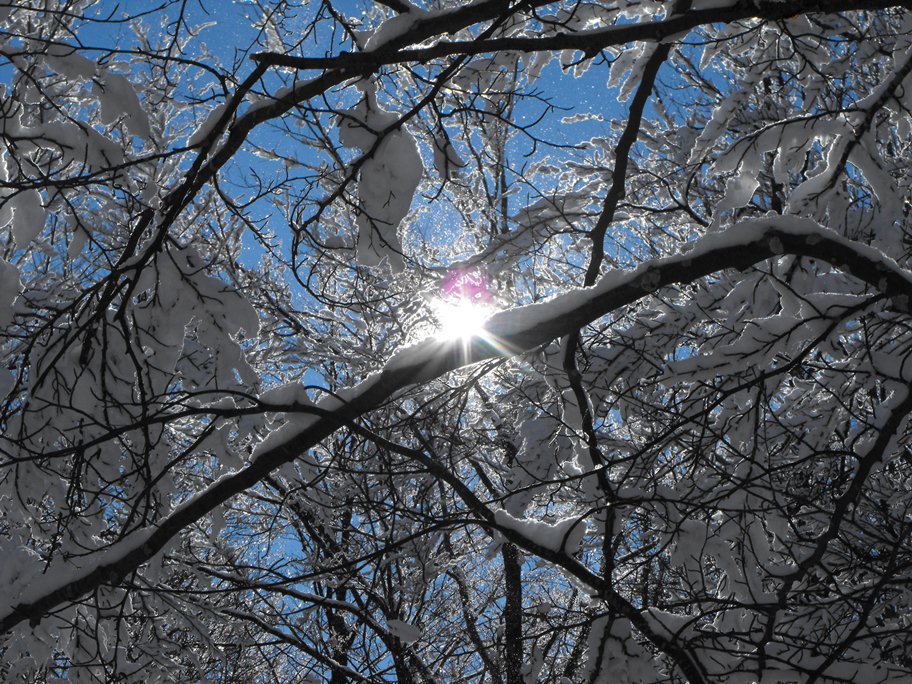 Alberi d''inverno... un invito