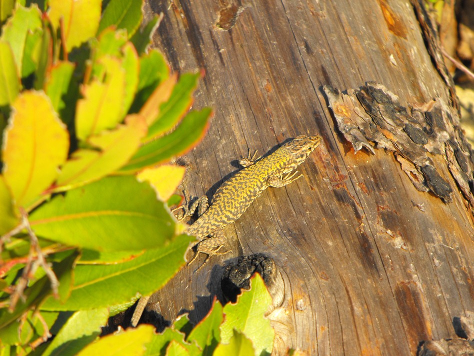 Podarcis muralis da confermare