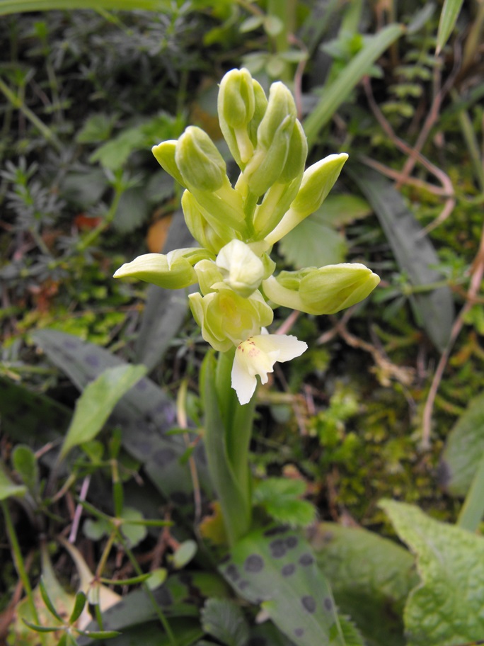 La prima Orchis provincialis