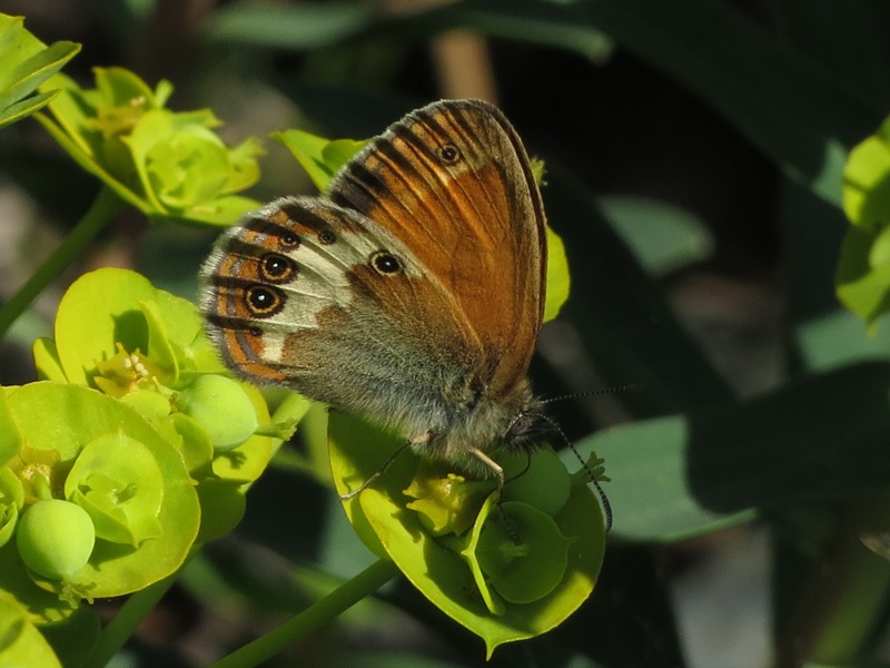 Coenoninpha arcania?