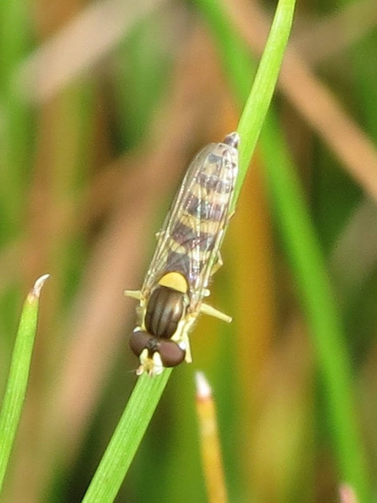 femmina di Sphaerophoria, probabilmente S. scripta