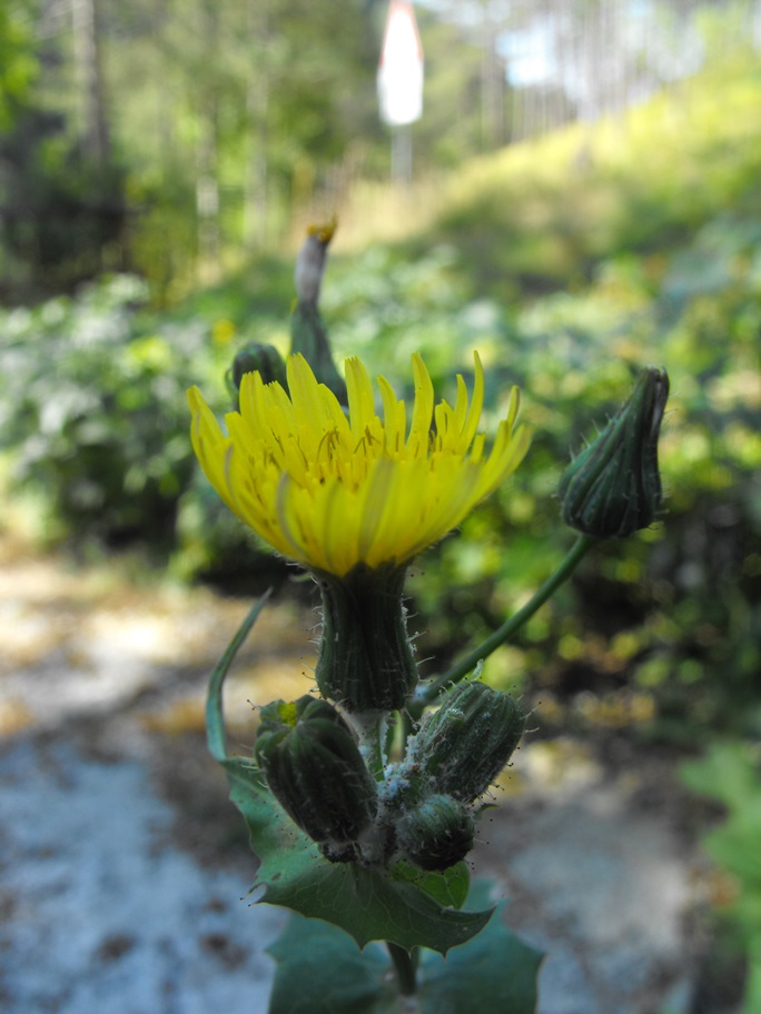 Da determinare - Sonchus cfr. oleraceus