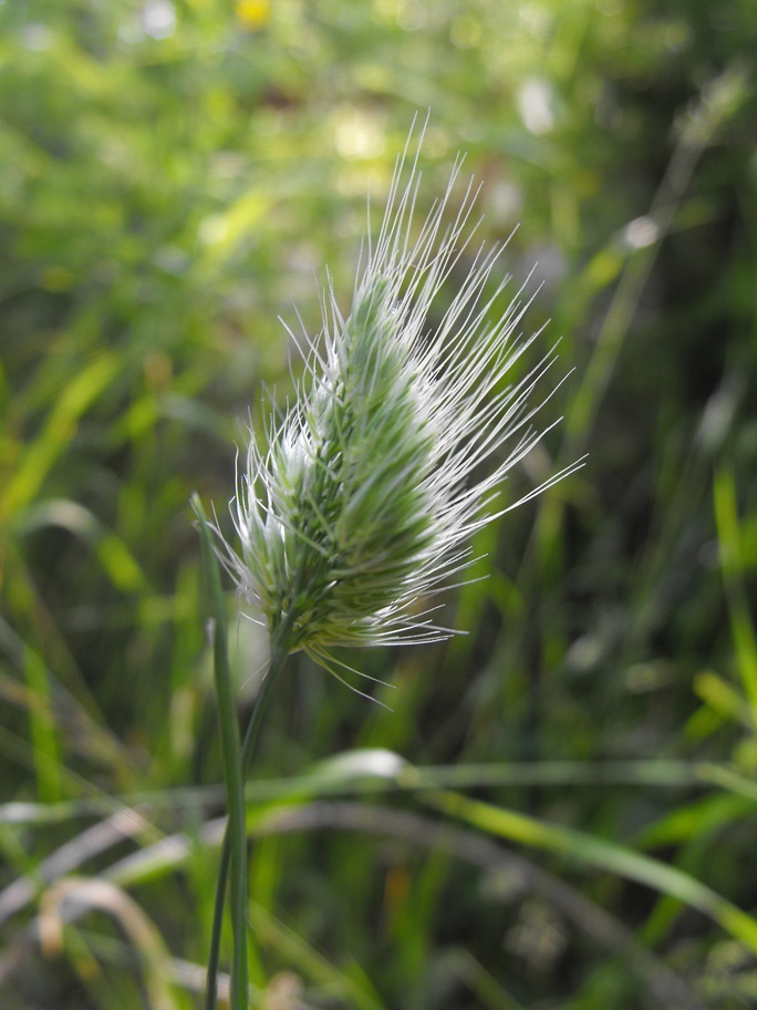 Cynosurus echinatus / Covetta comune