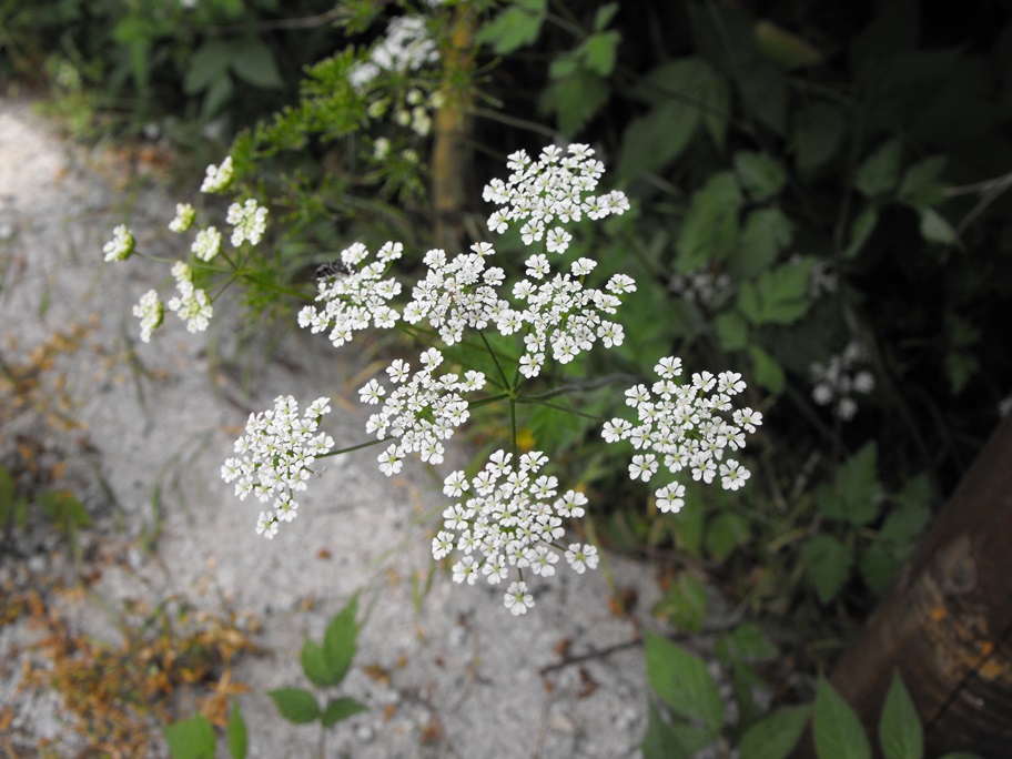 Chaerophyllum cfr. temulum