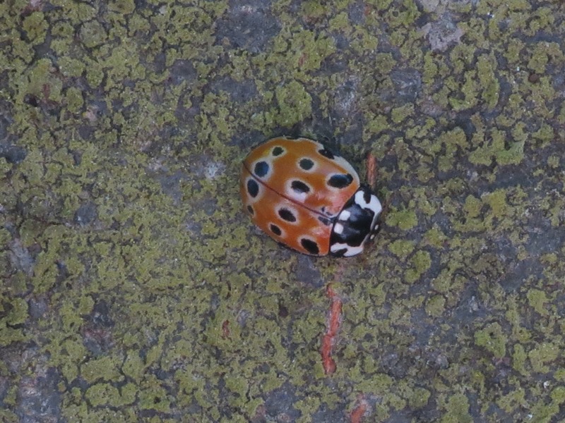 Da determinare - Anatis ocellata (Coccinellidae)