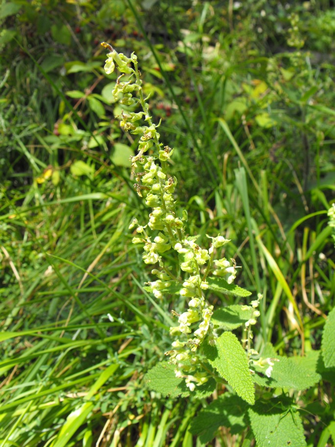 Teucrium scorodonia