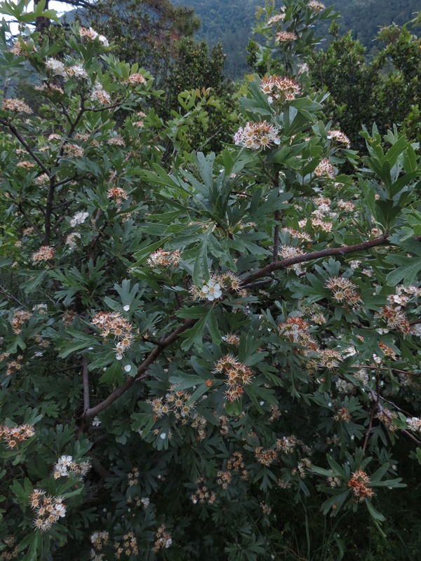 Crataegus azarolus / Lazzeruolo