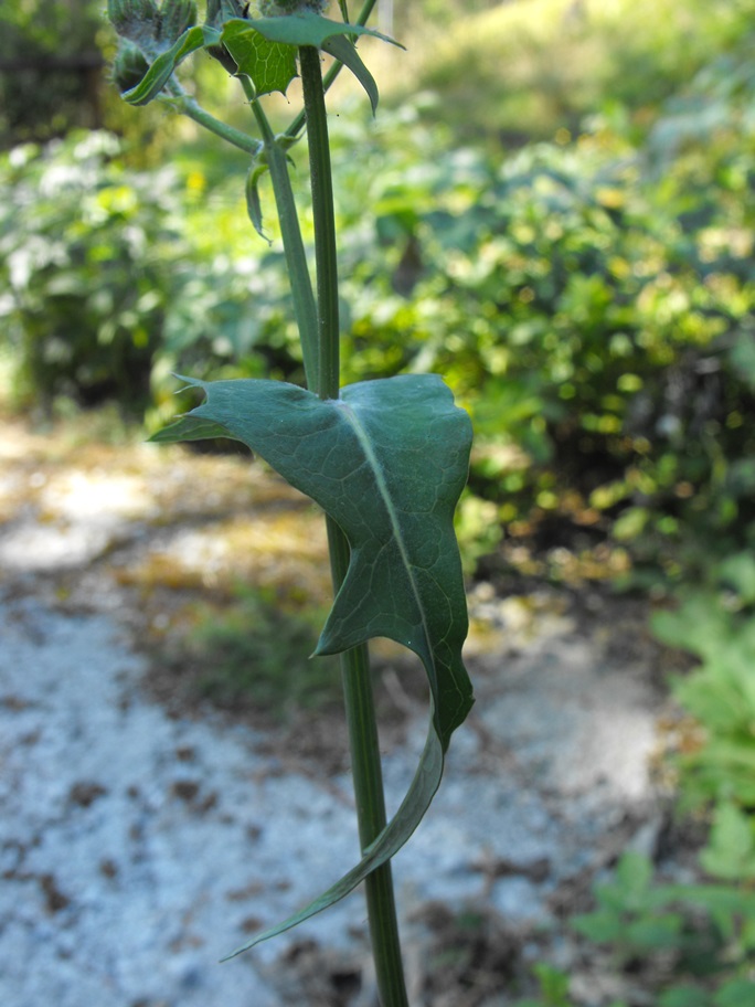 Da determinare - Sonchus cfr. oleraceus