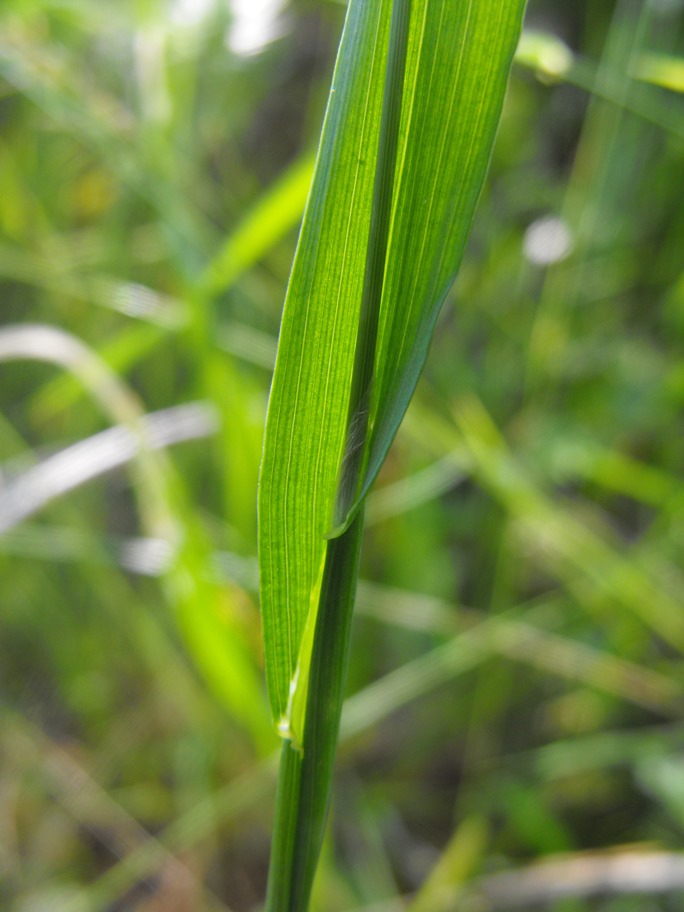 Cynosurus echinatus / Covetta comune