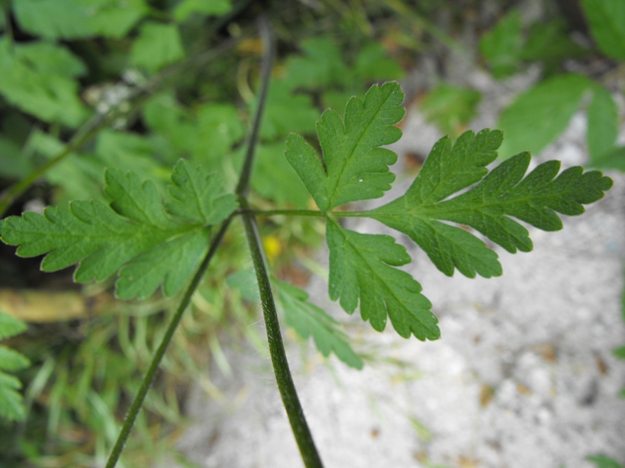 Chaerophyllum cfr. temulum