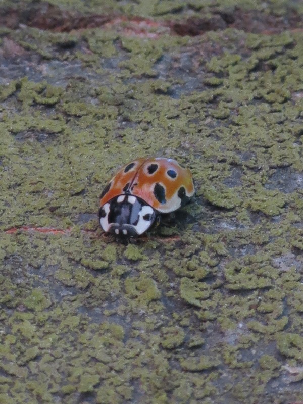 Da determinare - Anatis ocellata (Coccinellidae)