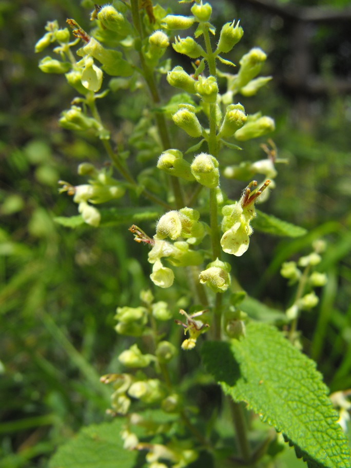 Teucrium scorodonia