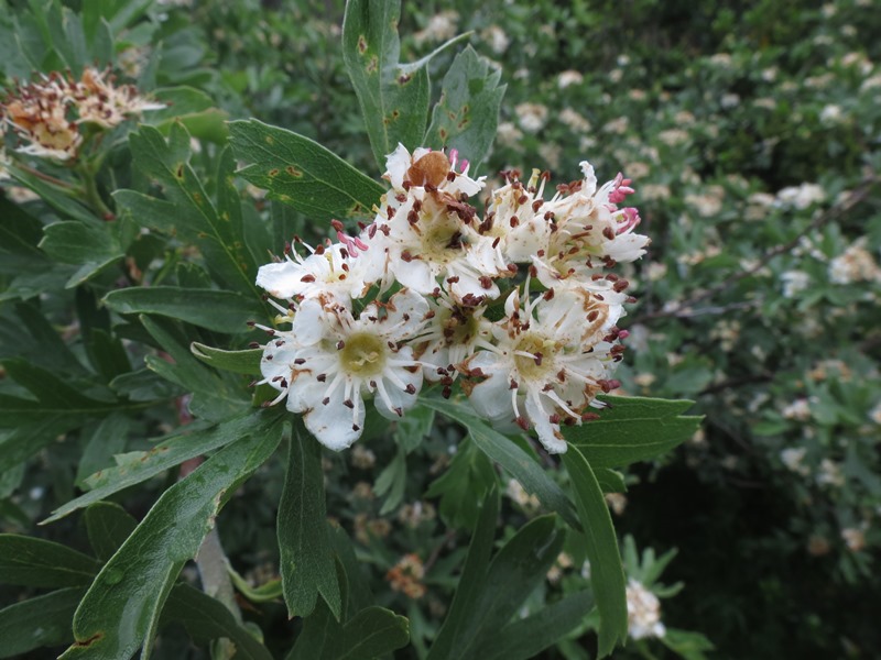 Crataegus azarolus / Lazzeruolo