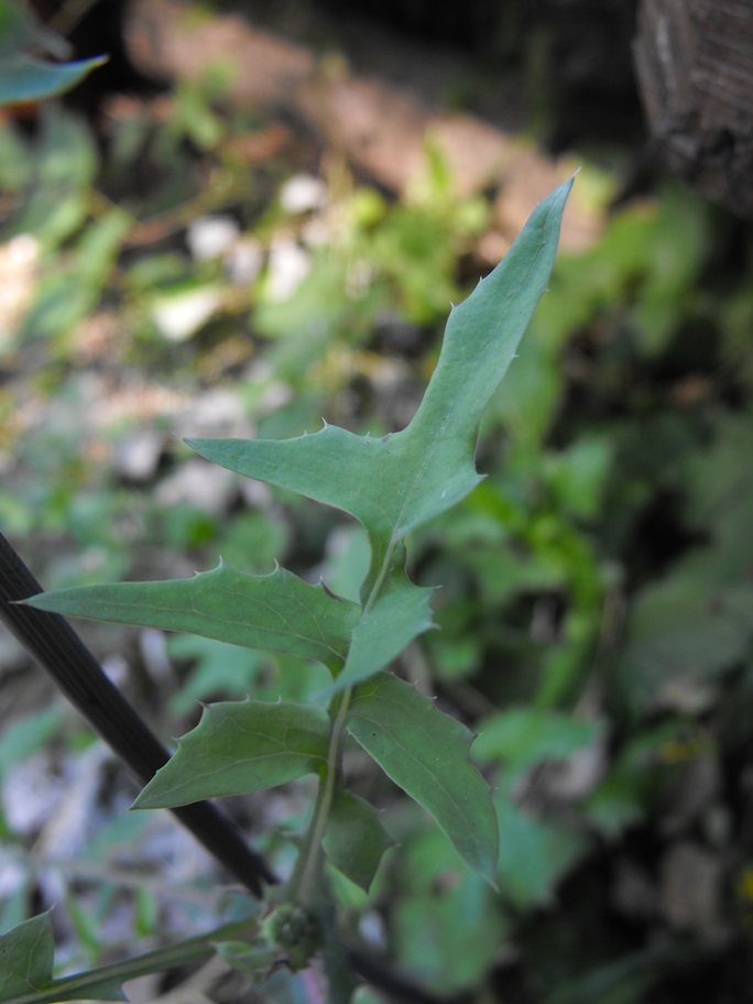 Da determinare - Sonchus cfr. oleraceus