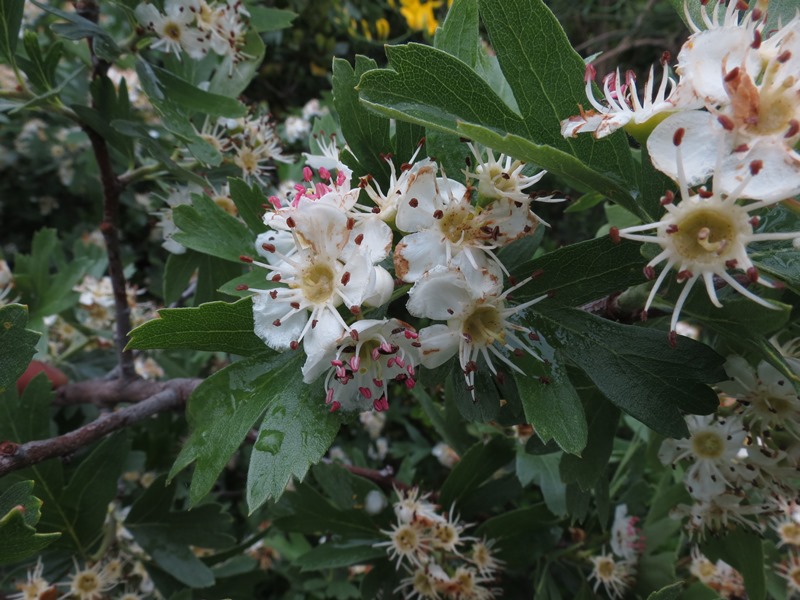 Crataegus azarolus / Lazzeruolo