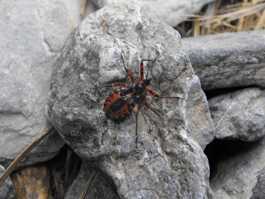 Reduviidae: Rhyncoris sp. (ninfa) della Liguria