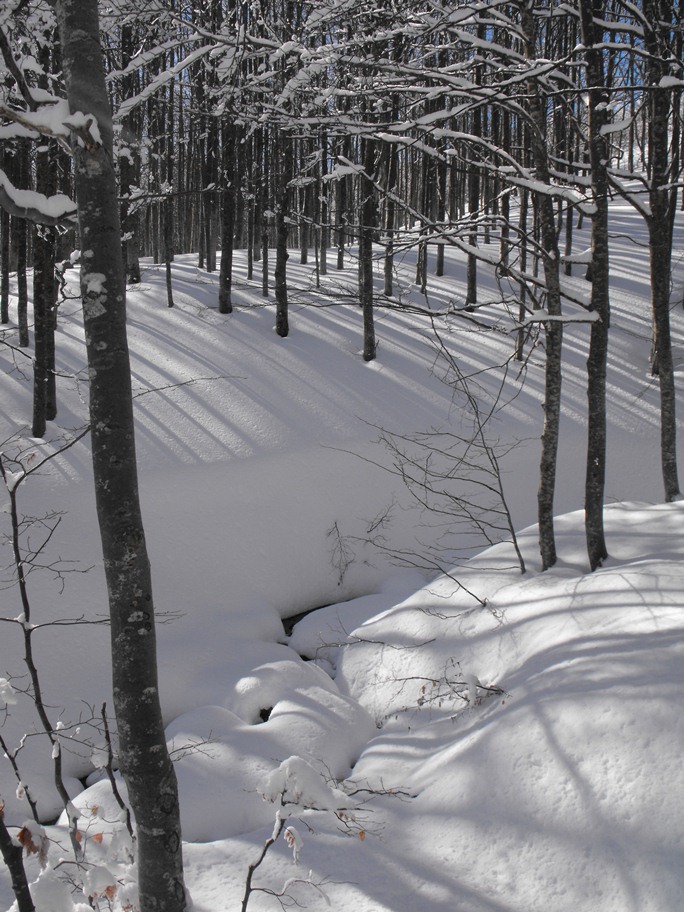 Alberi d''inverno... un invito