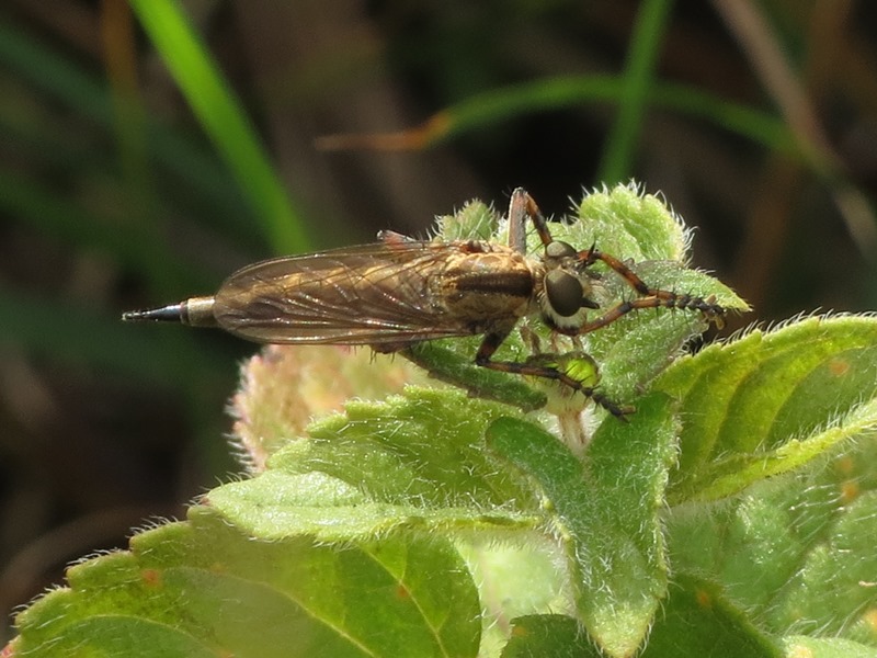 Femmina di Asilidae del gruppo Machimus/Tolmerus