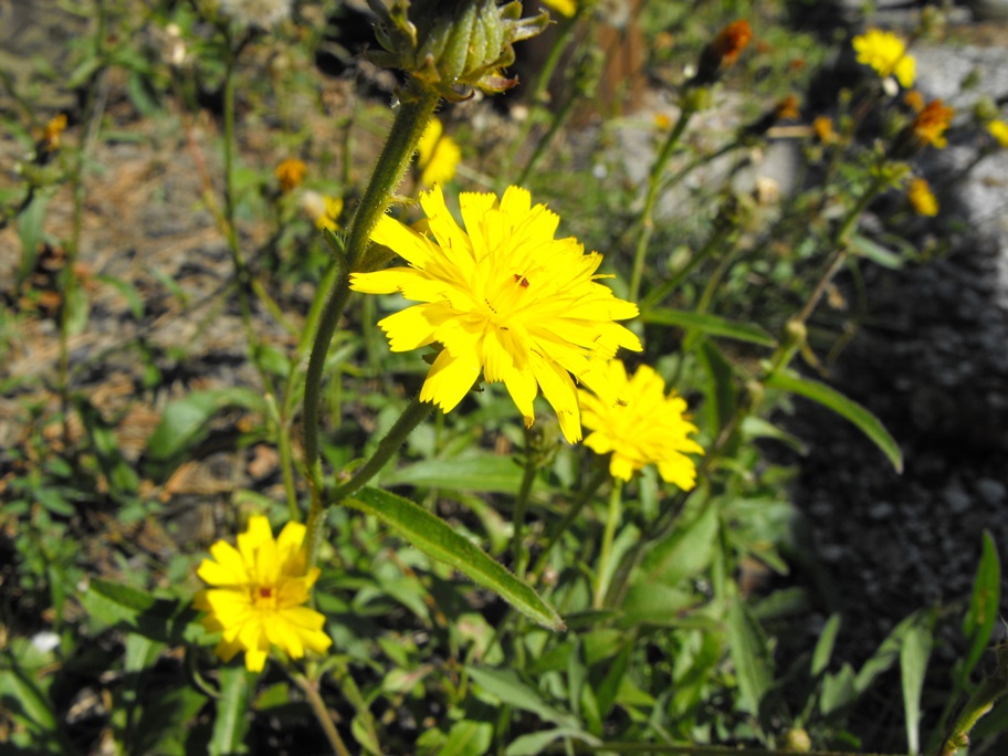 Picris hieracioides