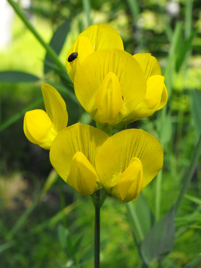 Lathyrus pratensis