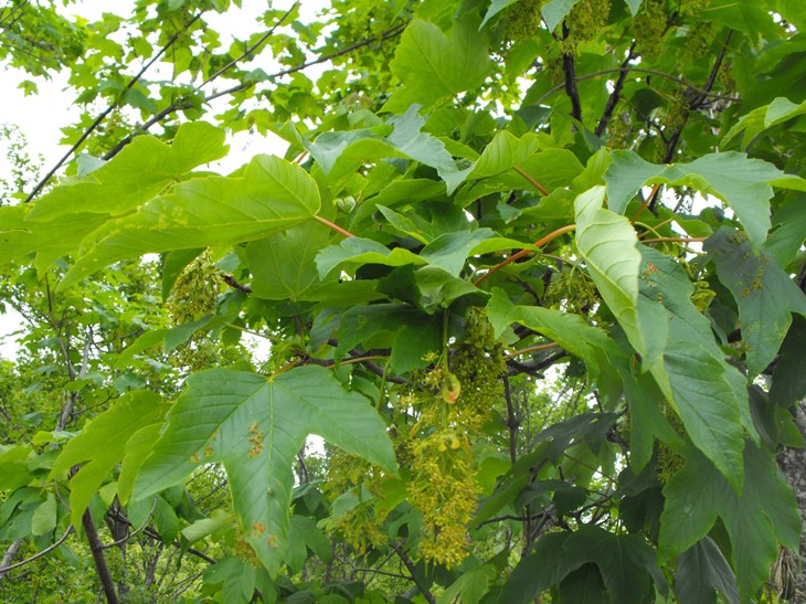 Acer pseudoplatanus