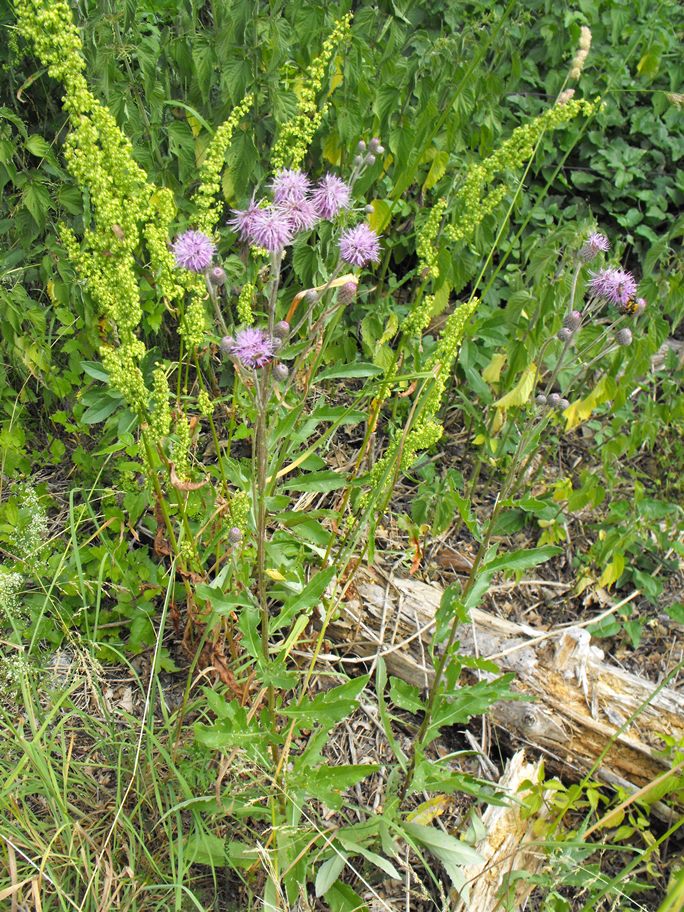 Cirsium arvense